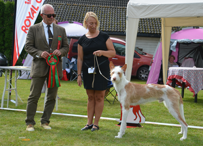 20160820-Norska-Podencoklubben-Gjerdrum-Domare-Knut-Blutcher-BIM-Straevhaar-CERT-CHAMPIONAT-Heron-And-Hounds-Waitin-To-Smile-Foto-Kennel-Chiron.jpg 20160820-Norska-Podencoklubben-Gjerdrum-Domare-Knut-Blutcher-BIM-Straevhaar-CERT-CHAMPIONAT-Heron-And-Hounds-Waitin-To-Smile-Foto-Kennel-Chiron.jpg