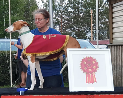 20190621-Estonia-European-Lure-Coursing-Mastership-Lera-Chirons-Working-On-A-Dream-guldmedalj-tikar-Fotograf-Ann-Sofie-Jangmark.png